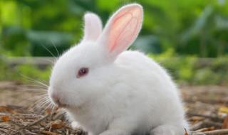 11年兔子今年多大 属兔今年几岁了
